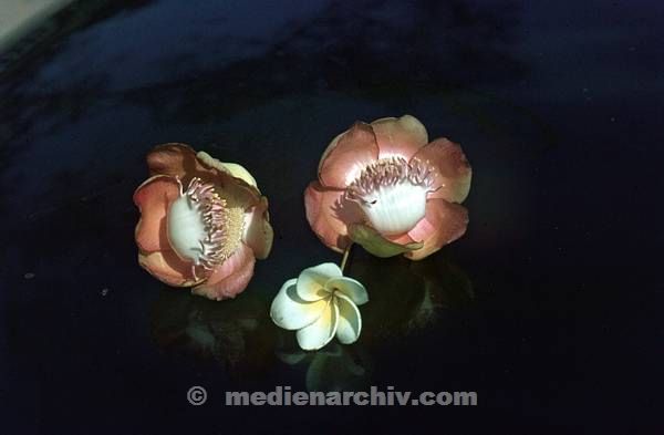 1966. Sri Lanka. Ceylon. tropischen Blüten. Flora. Pflanzen